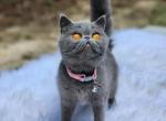 Azul - Exotic Cat For Sale - Conroe, TX, US