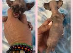 Smurf Litter - Sphynx Kitten For Sale - Dayton, OH, US