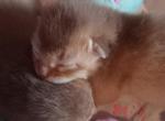 Red girls for thanksgiving - Abyssinian Kitten For Sale - 