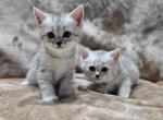 D - Scottish Straight Kitten For Sale - 