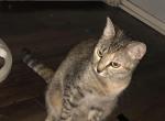 Misty - Domestic Kitten For Sale - 