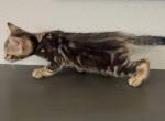 Marble Bengal - Bengal Kitten For Sale - 