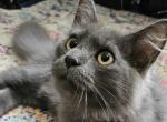 Prince - Siberian Kitten For Sale - Saint Clair, MO, US