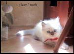 Himalayan bluepoint Kitten - Himalayan Kitten For Sale - 