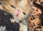 Dollys litter - Persian Kitten For Sale - Sumner, WA, US