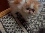 Cream Cycle - Persian Kitten For Sale - Sumner, WA, US