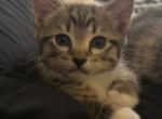 Squints - Domestic Kitten For Adoption - Los Angeles, CA, US