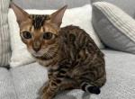 BOLT - Bengal Kitten For Sale - Houston, TX, US