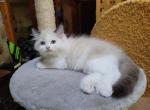 Dapper - Ragdoll Kitten For Sale - Reading, PA, US