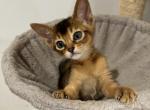 Kittens available - Abyssinian Kitten For Sale - 