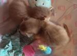 Rusty Red holiday girls - Abyssinian Kitten For Sale - 