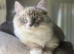 Nutmeg - Ragamuffin Kitten For Sale - 