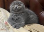 Cynthia - Scottish Fold Kitten For Sale - North Richland Hills, TX, US