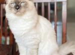 Flour - Ragdoll Kitten For Sale - 