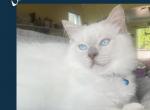 Simba Lilac Pointed Mitted Male - Ragdoll Kitten For Sale - 