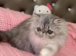 Blue Smoke Tabby Girl - Persian Kitten For Sale - Chowchilla, CA, US