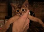 Kittens available - Abyssinian Kitten For Sale - New York, NY, US