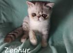 Zephyr - Exotic Kitten For Sale - Lemont, IL, US