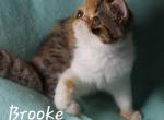 Brooke - Exotic Kitten For Sale - 