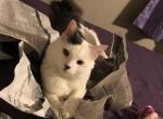 Maverick - Domestic Cat For Sale - 