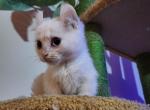 Elf ear munchkin - Munchkin Cat For Sale - 