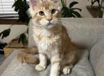 Darcy - Maine Coon Kitten For Sale - 