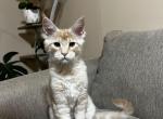 Daisy - Maine Coon Kitten For Sale - WA, US