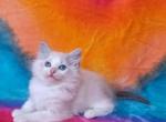 Gigi - Ragdoll Kitten For Sale - Glendale, AZ, US