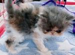 Kaleidoscope - Persian Kitten For Sale - Austin, TX, US