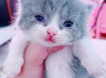 Zena - Munchkin Kitten For Sale - Austin, TX, US