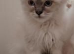 Gray Boy - Persian Kitten For Sale - Clear Brook, VA, US