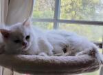 White Persian - Persian Kitten For Sale - 