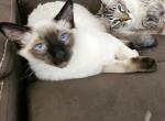 James & Wonton - Domestic Cat For Sale - Palm Coast, FL, US