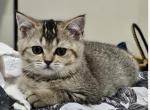 SALE Dorothy - Scottish Straight Kitten For Sale - Hollywood, FL, US