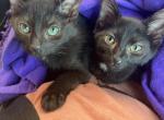 Ash & Shadow - Bombay Cat For Adoption - Brooklyn, OH, US