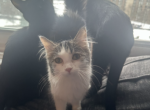 Iris - Domestic Cat For Sale - Brooklyn, OH, US