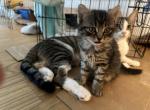 Nixly - Siberian Kitten For Sale - 