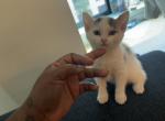 Lucy - Turkish Van Kitten For Sale - 