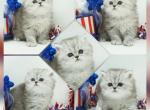 Fancy - Persian Kitten For Sale - PA, US