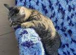 Stripie - Domestic Kitten For Sale - Agawam, MA, US