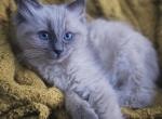 Sammy - Ragdoll Kitten For Adoption - 