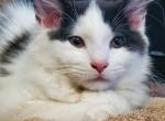 Ship - Domestic Cat For Sale - 