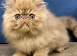 Litter 2 - Persian Kitten For Sale - FL, US