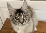 princess - Maine Coon Kitten For Sale - Lanoka Harbor, NJ, US