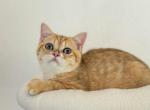 Tiger - British Shorthair Kitten For Sale - Philadelphia, PA, US