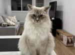 Turk - Ragdoll Kitten For Adoption - 