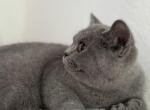 Iris - British Shorthair Kitten For Sale - Philadelphia, PA, US