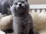 Keven - British Shorthair Kitten For Sale - Huntington, NY, US