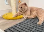 Cody - British Shorthair Cat For Sale/Service - Yucca Valley, CA, US