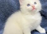 Blue Bicolor Purebred - Ragdoll Kitten For Sale - Los Angeles, CA, US